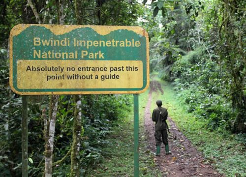 Bwindi Impenetrable Forest National Park