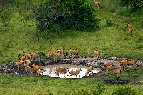 Lake Mburo