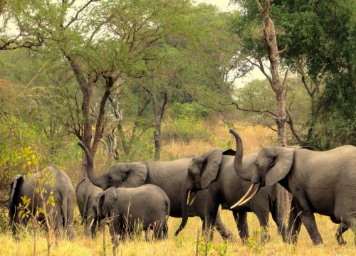 Semliki Valley Wildlife reserve