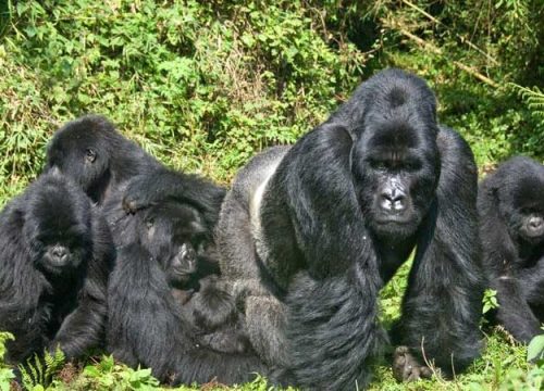 10 Day Extended Gorilla Tracking Safari