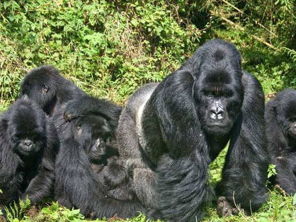 10 Day Extended Gorilla Tracking Safari