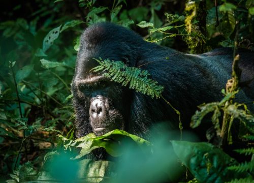 7 – Day Gorilla, Chimpanzee and wildlife Tour