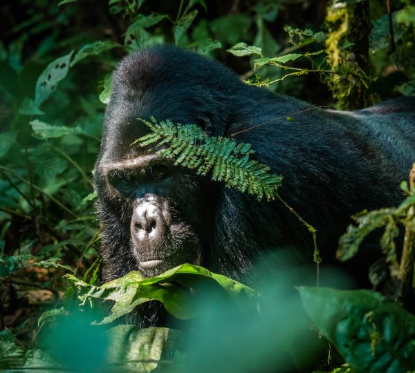 7 – Day Gorilla, Chimpanzee and wildlife Tour